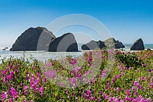 Flowers Bloom Above Meyers Beach On Oregon Coast