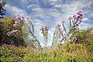 Flowers bloom along Crawford Notch, New Hampshire