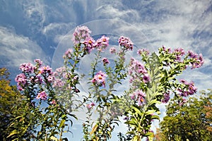 Flowers bloom along Crawford Notch, New Hampshire photo