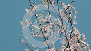 Flowers In Bloom. Beautiful Gorgeous Cherry Tree. Flowering Tree In Forest.