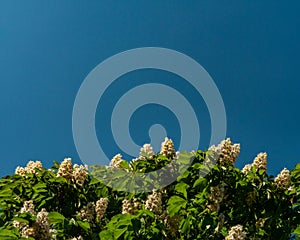 Flowers bloom on chestnut tree at blue sky