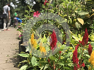 flowers bloom in city parks on Sundays photo