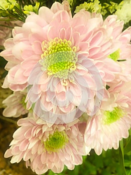 Flowers bloom of Dahlia are great `Blackberry Ripple ` Wallpaper Daisy Family, Marguerite Daisy, Dahlia, Petal, they are so ful