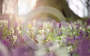 Flowers in bloom in a forest in spring