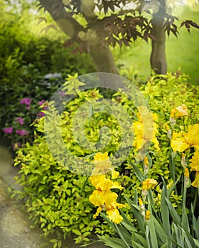 Flowers in bloom in the garden.