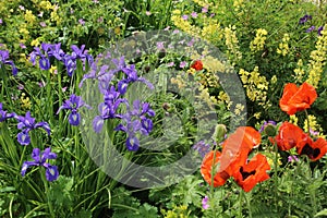 Flowers in bloom in garden featuring purple Iris, orange Poppy and yellow Lupin flowers