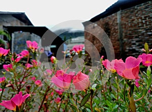 The flowers that bloom in the garden provide coolness to anyone who sees them