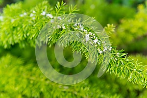 Flowers bloom with green leaves on natural background. Branch with white blossom, spring. Blossom, bloom, flowering. Spring, sprin
