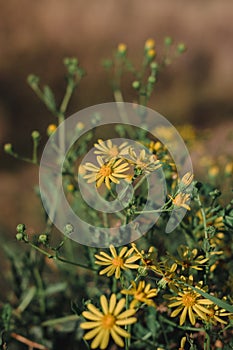 Flowers bloom and smell in the clearing. Wild flowers with yellow petals and orange center close-up. Beautiful bright yellow