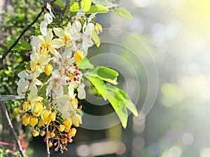 Flowers bloom during Songkran Festival. Thai people call Ratchaphruek or Dok koon. White flowers another of Dok koon with blurry b