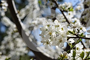 The flowers that bloom in spring