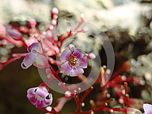 Flowers bloom from Star Fruit