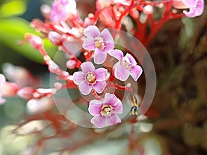 Flowers bloom from Star Fruit