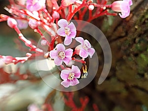 Flowers bloom from Star Fruit