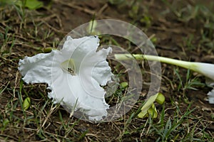 The flowers that bloom and then fall from their trees photo