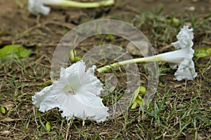 The flowers that bloom and then fall from their trees photo