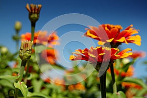 Flowers blooming