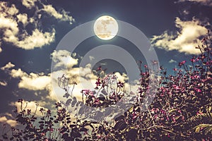 Flowers blooming against night sky and clouds with bright full m