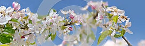 flowers blooming on a apple tree on blue sky