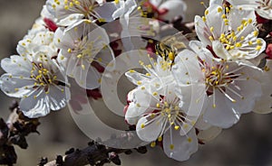 Flowers blooming of apricot