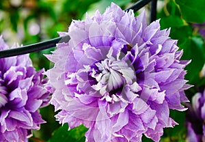 Flowers blooming at Ashikaga Flower Park