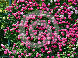 Flowers blooming at Ashikaga Flower Park