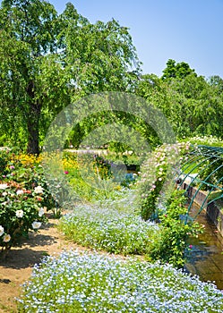 Flowers blooming at Ashikaga Flower Park