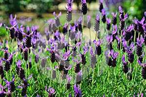 Flowers blooming at Ashikaga Park in Japan