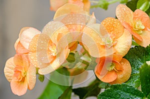 flowers of a blooming begonia with water drops on the petals close-up on a blurred background