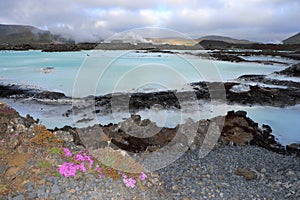 Flowers Blooming at the Blue Lagoon in the Lava Fields on the Reykjanes Peninsula near Grindavik, South Western Iceland
