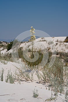 Flowers blooming in the desert of White Sands New Mexico