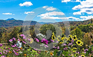 Flowers blooming with fall foliage in the hills