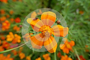 Flowers blooming in the garden