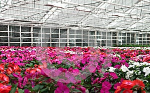 Flowers blooming in a greenhouse