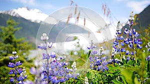 Flowers Blooming in Juneau, Alaska