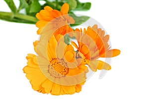 Flowers blooming kalendula