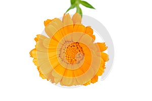 Flowers blooming kalendula