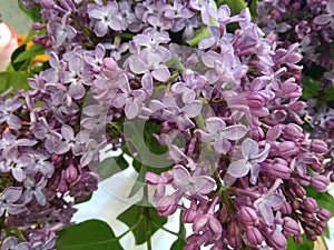 Flowers, blooming lilac tree