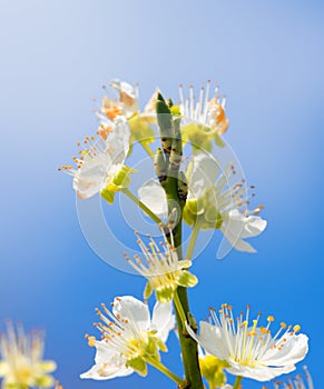 Flowers blooming mirabelle. Floral background