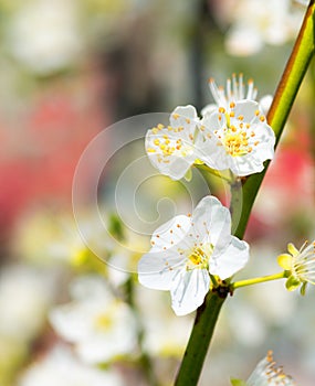 Flowers blooming mirabelle. Floral background