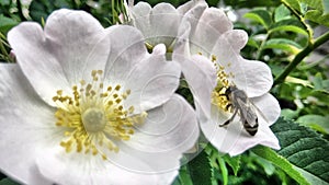 Flowers blooming and one bright spring day