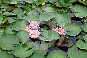 Flowers blooming in the park