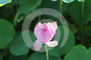 Flowers blooming in the park