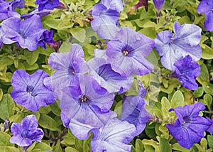 The flowers are blooming petunias.