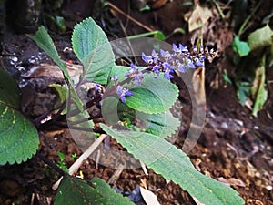 flowers blooming by the river in afternon