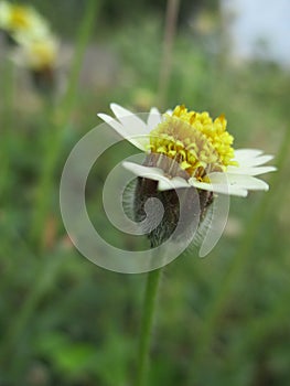 Flowers blooming by the roadside