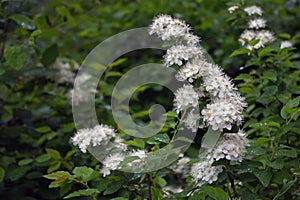 Flowers blooming Spiraea on a rainy day with waterdrops