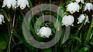 Flowers on blooming spring snowflake or leucojum vernum close-up, selective focus, shallow DOF