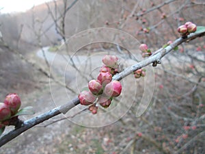 flowers blooming in spring time