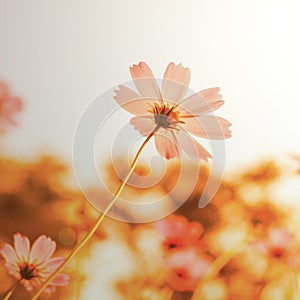 Flowers in blooming with sunset